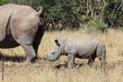 Breitmaulnashorn   Square-lipped Rhinoceros   Ceratotherium Simum