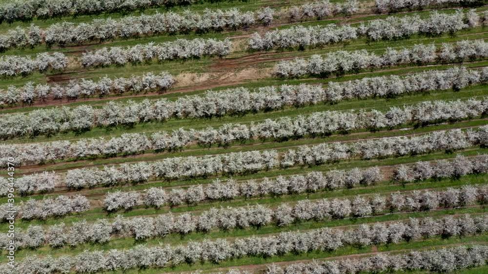 Aerial view straight down of apple and peach trees with blossoms. Aerial view straight down of apple and peach trees with blossoms.