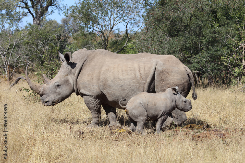 Breitmaulnashorn / Square-lipped Rhinoceros / Ceratotherium Simum