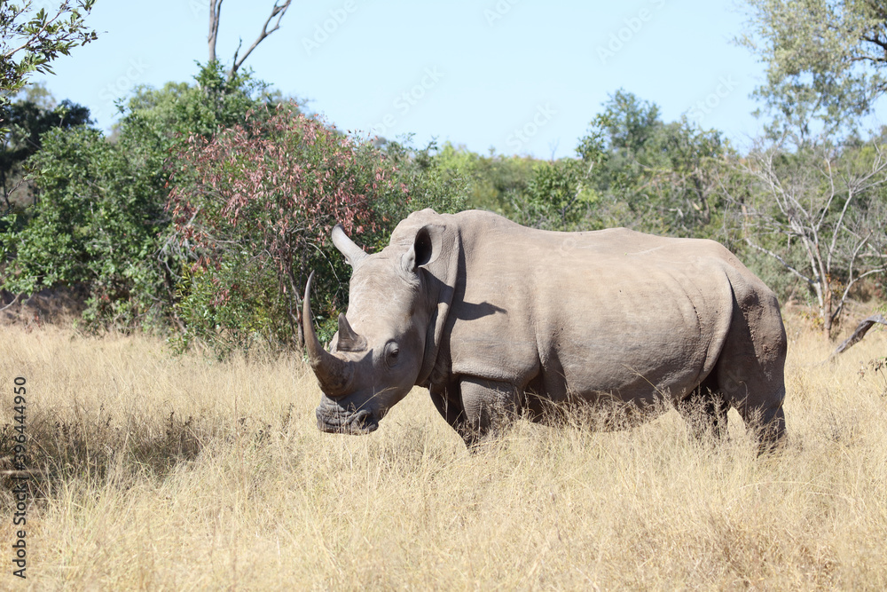 Obraz premium Breitmaulnashorn / Square-lipped rhinoceros / Ceratotherium Simum
