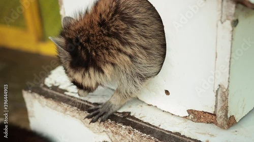 American raccoon. Young curious hungry racoon looking around the house for food. Urban raccoons at residential homes. Portrait of coon relaxing in wooden home. Funny lazy animal. photo