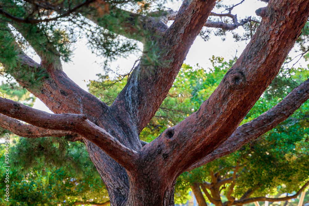 松の木の幹