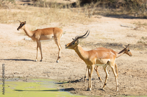 Schwarzfersenantilope   Impala   Aepyceros melampus