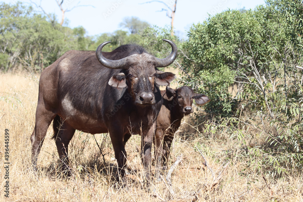 Kaffernbüffel / Buffalo / Syncerus caffer. Kaffernbüffel / Buffalo / Syncerus caffer.