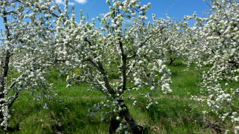 Closeup aerial camera moving through blooming apple trees. Closeup aerial camera moving through blooming apple trees.