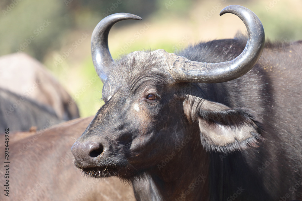 Kaffernbüffel / Buffalo / Syncerus caffer Kaffernbüffel / Buffalo / Syncerus caffer