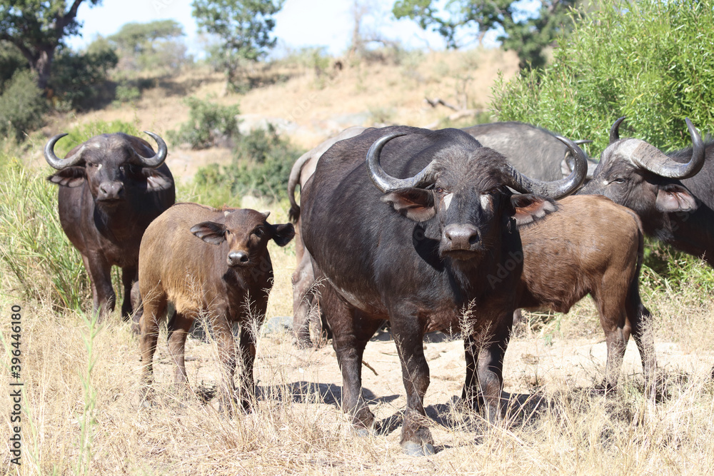 Kaffernbüffel / Buffalo / Syncerus caffer........ Kaffernbüffel / Buffalo / Syncerus caffer........