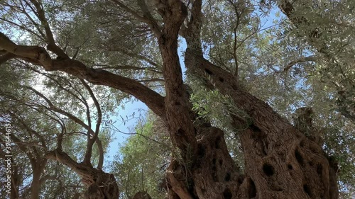 Footage of 1800 years old Aegean olive tree in Sigacik / Seferihisar district in Izmir Province of Turkey. The tree is named 