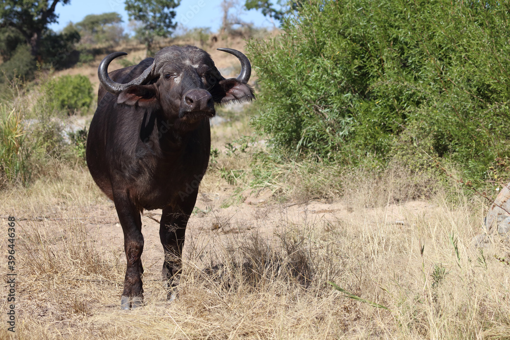 Kaffernbüffel / Buffalo / Syncerus caffer Kaffernbüffel / Buffalo / Syncerus caffer
