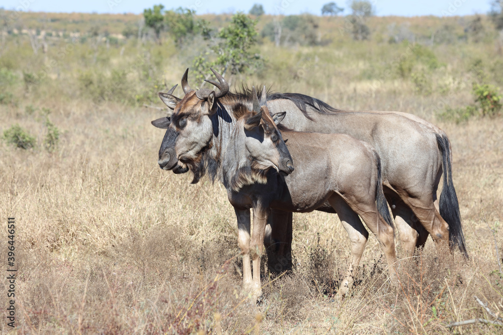 Streifengnu / Blue Wildebeest / Connochaetes taurinus.. Streifengnu / Blue Wildebeest / Connochaetes taurinus..