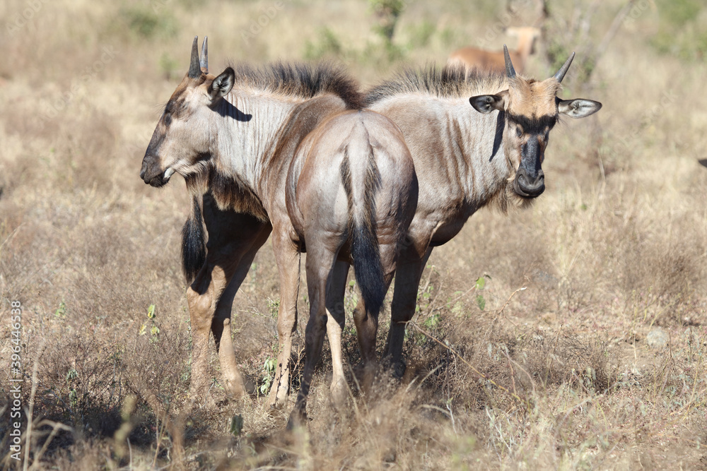 Streifengnu / Blue Wildebeest / Connochaetes taurinus..