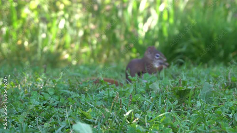 A close-up view of a squirrel with birds passing by in the background. Around you can see green with a lot of vegetation. A close-up view of a squirrel with birds passing by in the background. Around you can see green with a lot of vegetation.