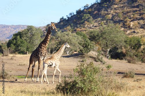 Photography Giraffe / Giraffe / Giraffa Camelopardalis