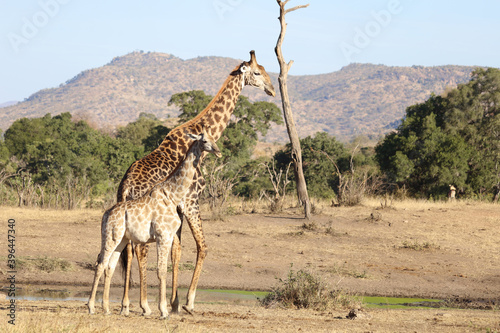 Photography Giraffe / Giraffe / Giraffa Camelopardalis