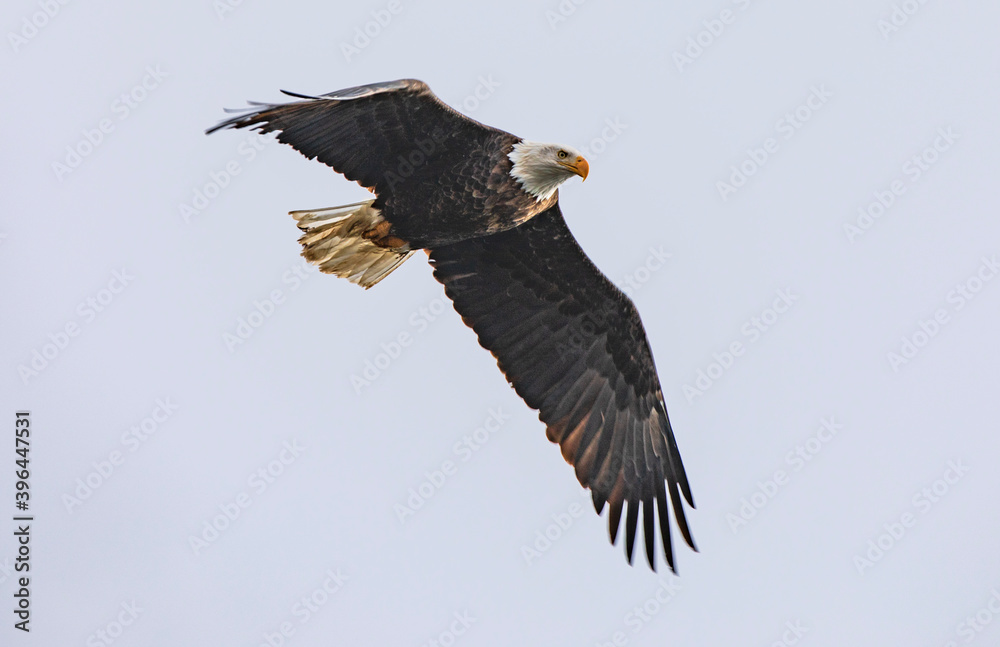 Eagle flying high on downward wing flap Eagle flying high on downward wing flap