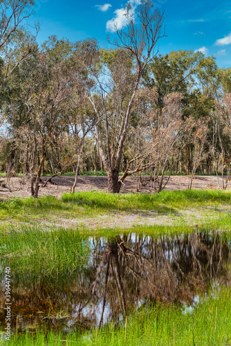 The Alcoa Wellard wetlands provide a refuge for water birds during autumn when hot summer weather has dried up other wetlands photo