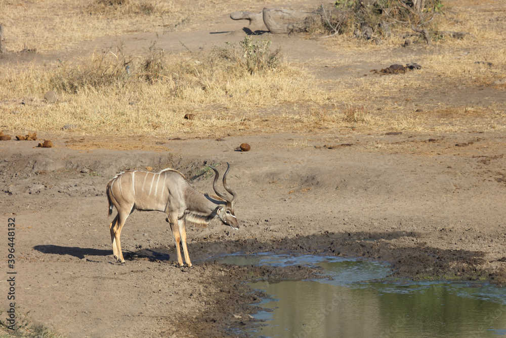 Großer Kudu und Rotschnabel-Madenhacker / Greater Kudu and Red-billed oxpecker / Tragelaphus strepsiceros et Buphagus erythrorhynchus Großer Kudu und Rotschnabel-Madenhacker / Greater Kudu and Red-billed oxpecker / Tragelaphus strepsiceros et Buphagus erythrorhynchus