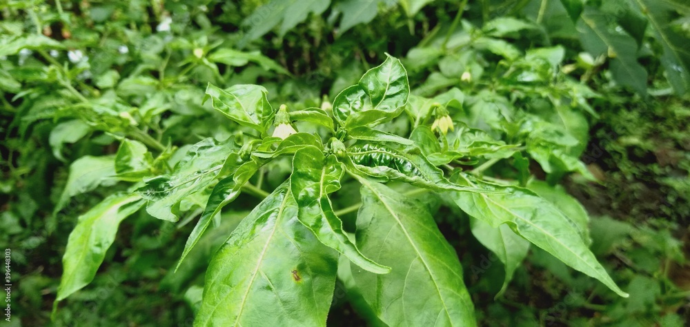 green chili leaves