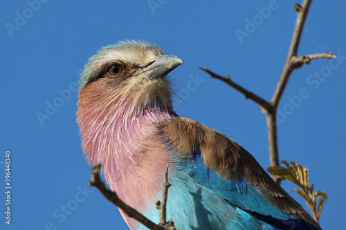 Gabelracke / Lilacbreasted Roller / Coracias caudata photo