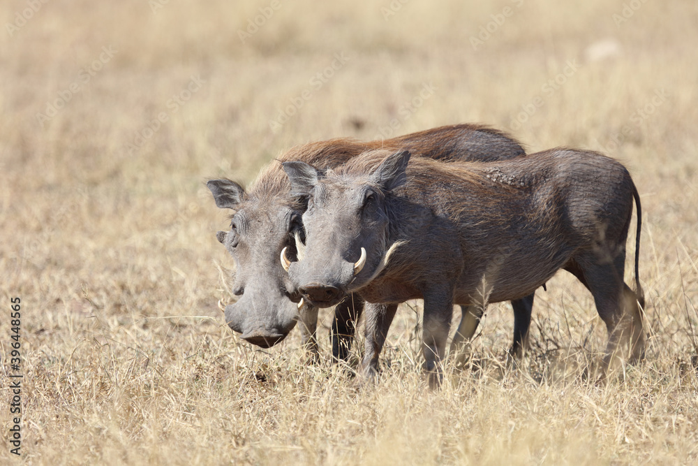 Warzenschwein / Warthog / Phacochoerus africanus Warzenschwein / Warthog / Phacochoerus africanus