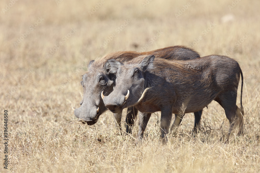 Warzenschwein / Warthog / Phacochoerus africanus Warzenschwein / Warthog / Phacochoerus africanus