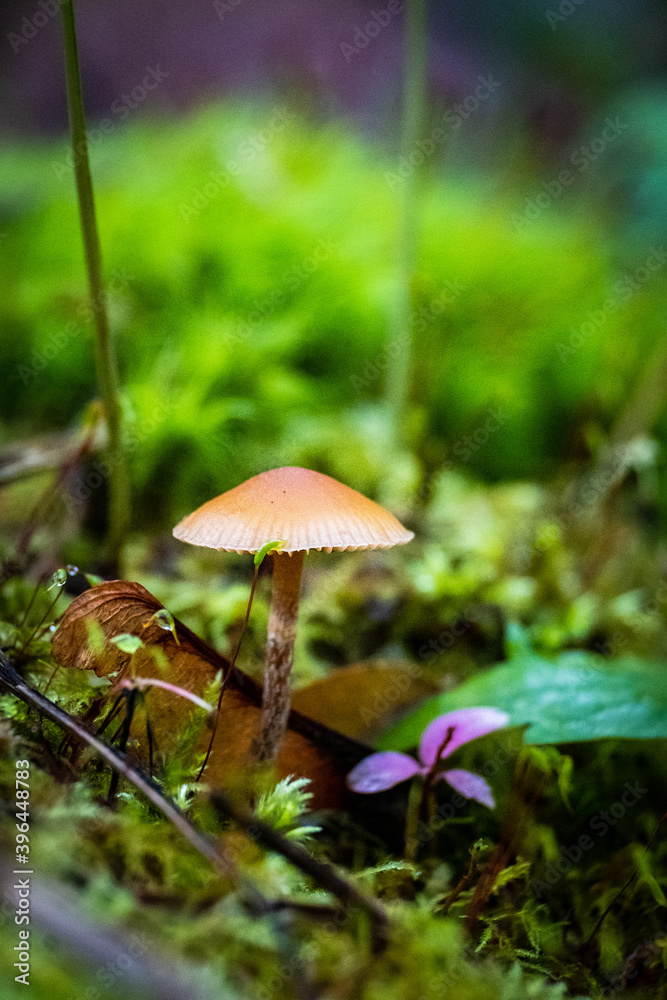 A macro of a small brown mushroom amongst the green moss A macro of a small brown mushroom amongst the green moss