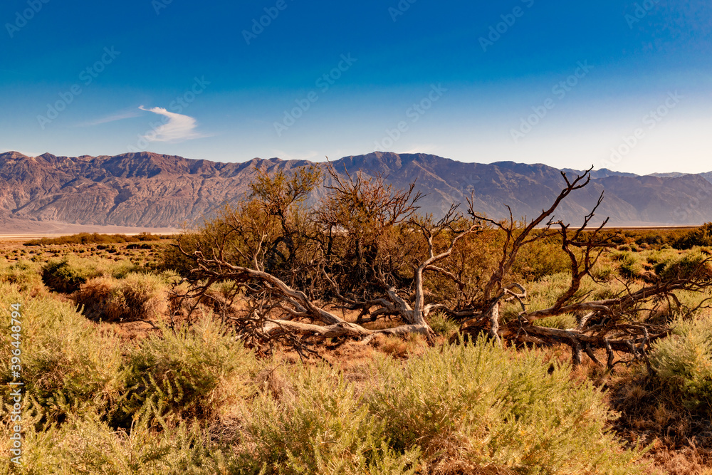 USA, CA, 30 of November 2020, Death Valley, Scenic view.  Lifeless desert with it`s own Flora. 
