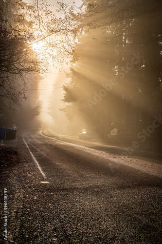 Golden sunlight filters through the morning mist on a road