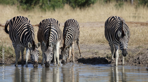 Steppenzebra   Burchell s Zebra   Equus burchellii...