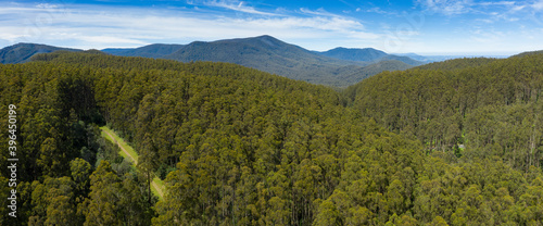 Panoramic view of a temperate rainforest in Victoria Australia