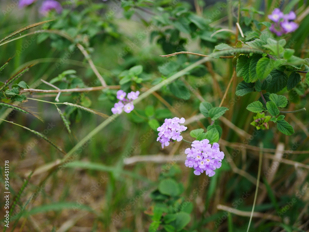 小さい複数の淡い紫の花 小さい複数の淡い紫の花