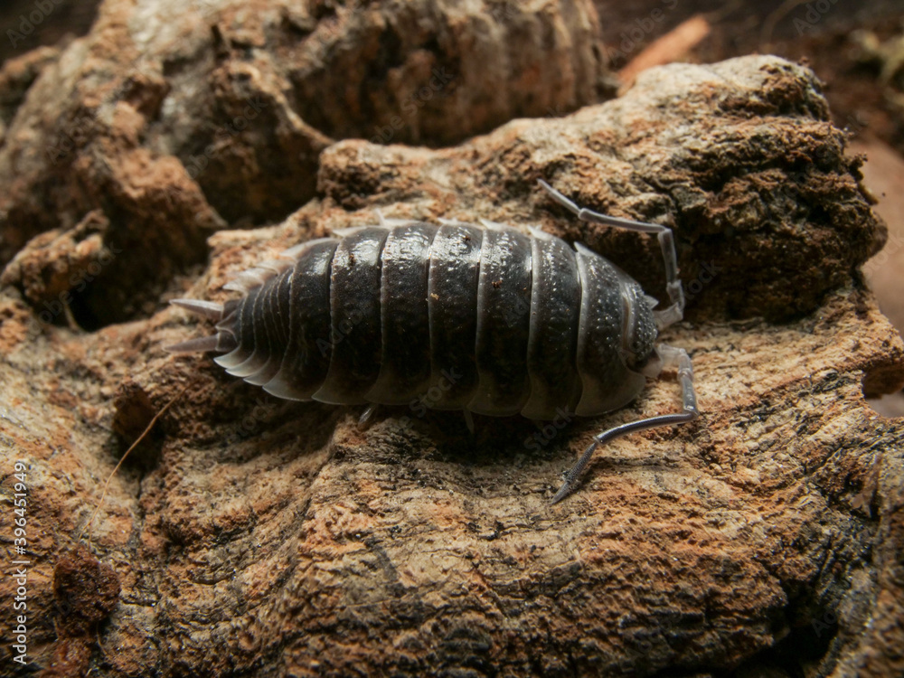 Porcellio hoffmannseggi on cork bark Porcellio hoffmannseggi on cork bark