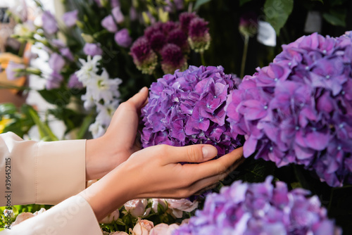 Cropped view of female florist caring about purple hydrangeas near flowers on rack on blurred background