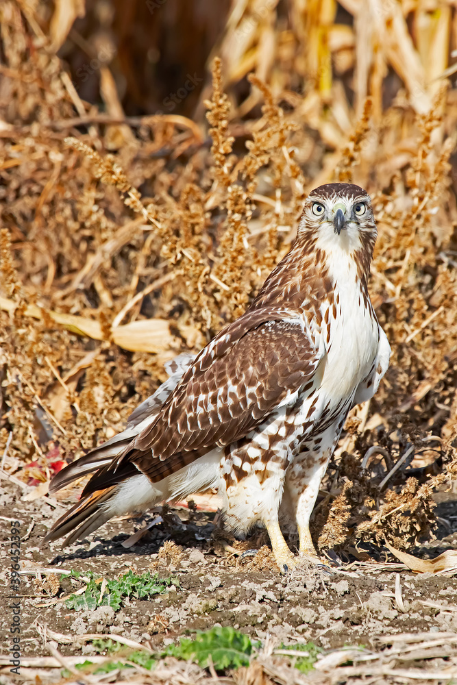 Fototapeta premium red tailed hawk