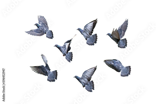 Close up Group of Rock Pigeons Flying in The Air Isolated on White Background with Clipping Path