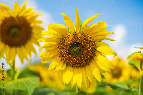 sunflower field with sky