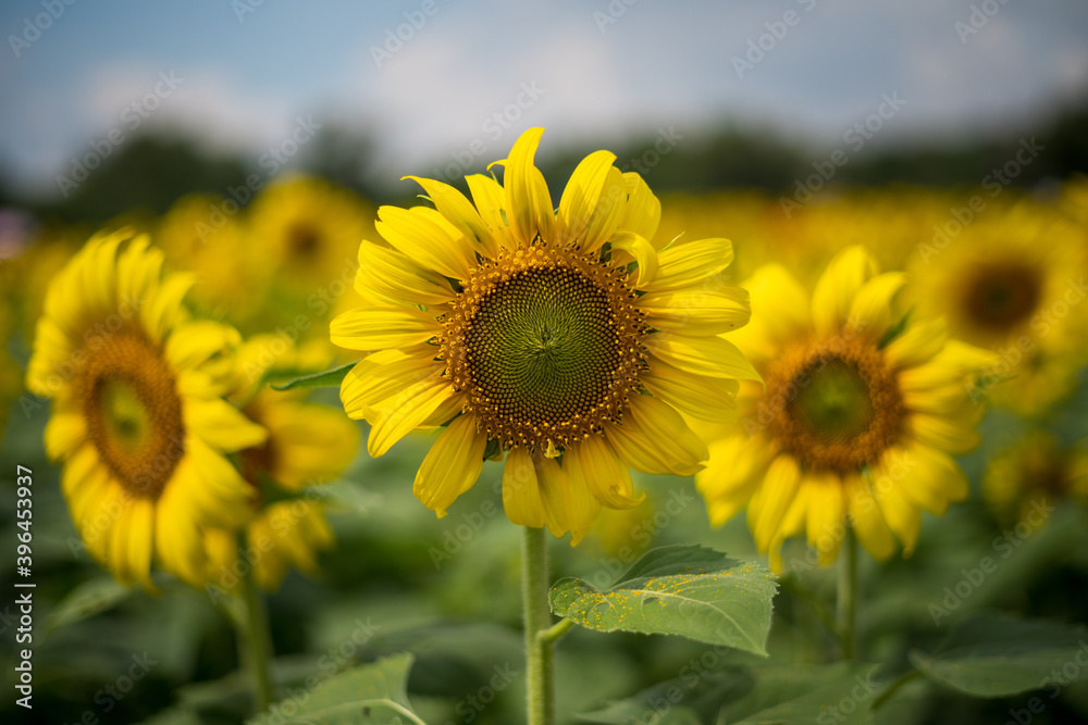 Fototapeta premium sunflower field in summer