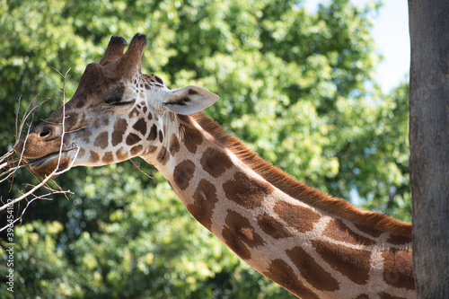 Jirafa giraffa alimentandose  comiendo  disfrutando.