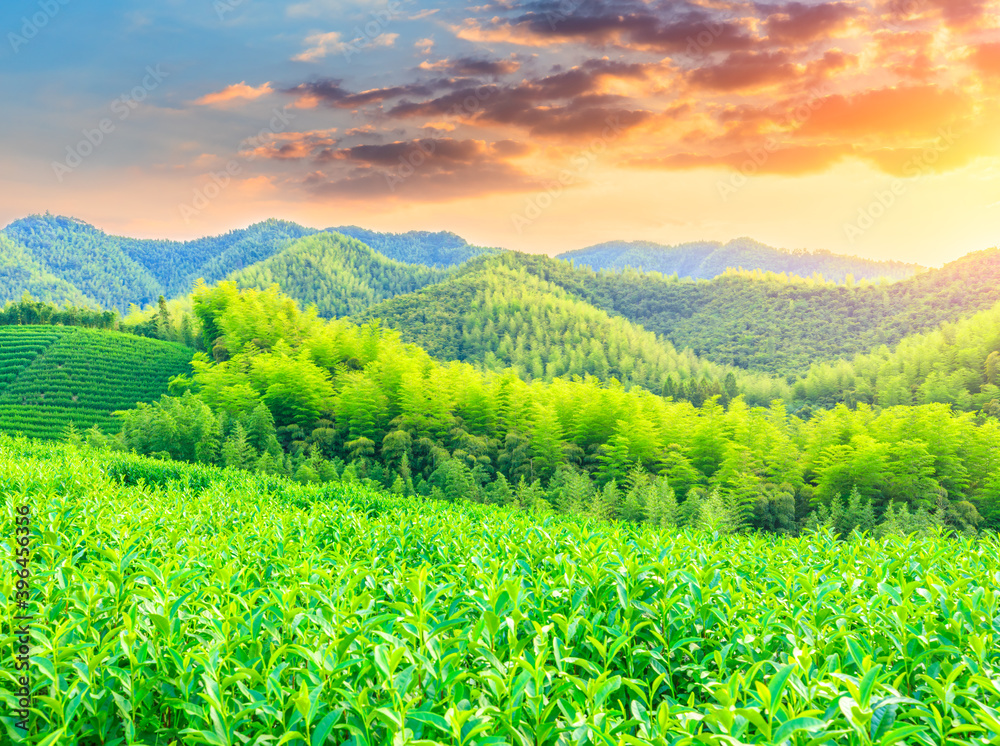Tea plantations and bamboo forest at sunset,green natural background.
