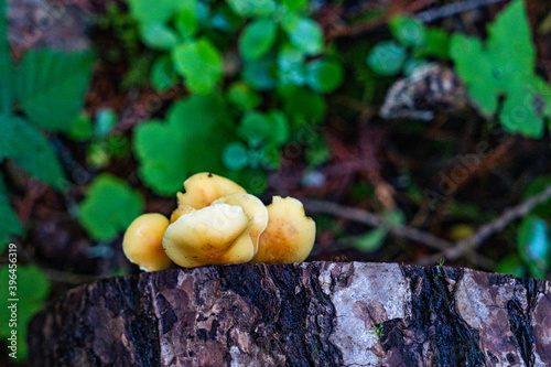 mushrooms on edge of tree stump