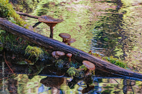 forest mushrooms on a log in a river