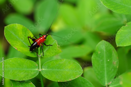 A insect(katydid or Bush Cricket) stays on the leaf 