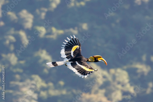 Beautiful Great Hornbill flying in nature © Thongtawat