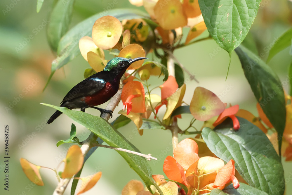 Van Hasselt's Sunbird; Leptocoma brasiliana, green head and red body color. Van Hasselt's Sunbird; Leptocoma brasiliana, green head and red body color.