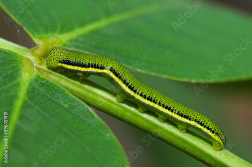 A green larva crawls on a leaf
