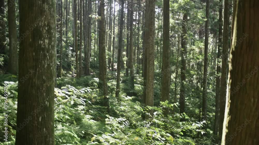 NOV 22, 2020. Shot of Dongyanshan National Forest Recreation Area located at Fuxing District in Taoyuan City, Taiwan. Walking through the gorgeous Cryptomeria forest and the moment of the greenery. NOV 22, 2020. Shot of Dongyanshan National Forest Recreation Area located at Fuxing District in Taoyuan City, Taiwan. Walking through the gorgeous Cryptomeria forest and the moment of the greenery.