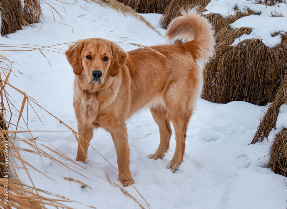 golden retriever dog in snow