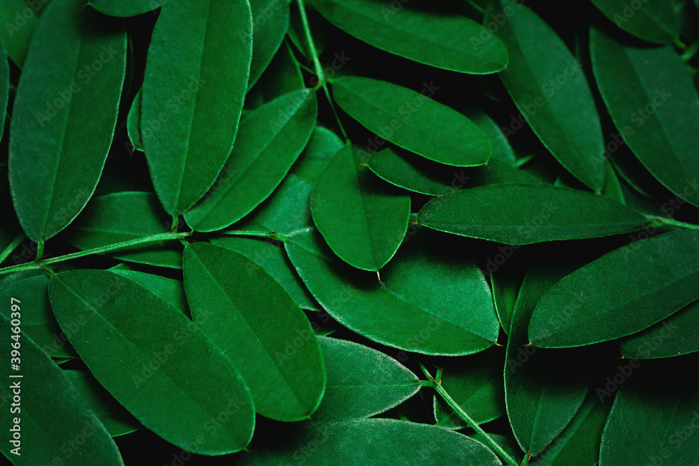 Obraz premium Green leaves pattern background with dark green leaves, fresh flat background. Flat lay. Nature concept. Natural wallpaper