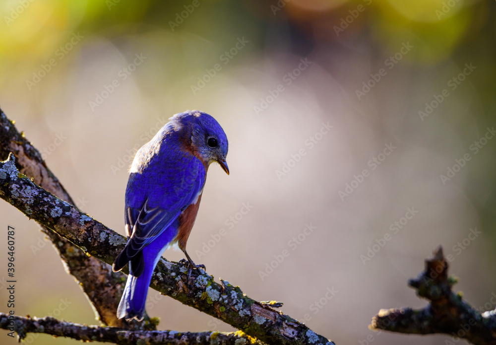 Naklejka premium Eastern Bluebird-5498
