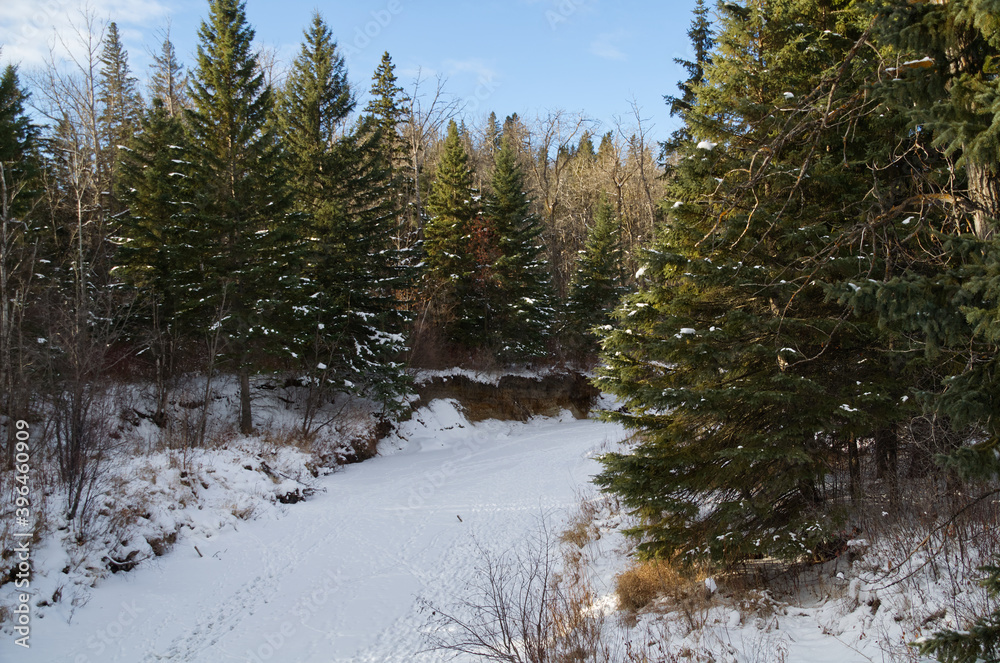 A Frozen Creek at Whitemud Park A Frozen Creek at Whitemud Park